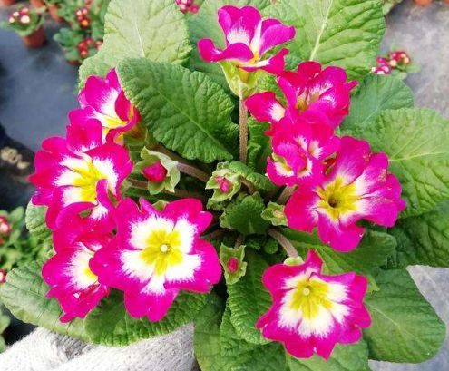 四种花期长又好养的花卉，让你轻松拥有花开不断的花园