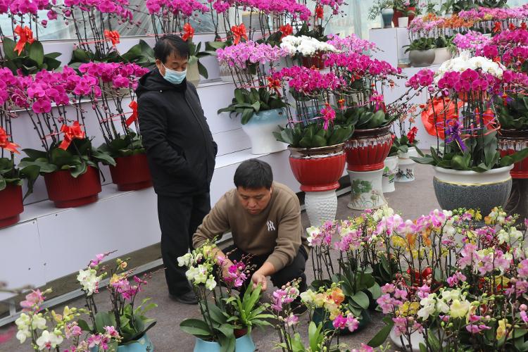 滨州市阳信县商店镇 蝴蝶兰开出乡村振兴“致富花”