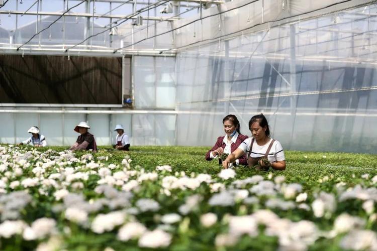呈贡区以花卉标准体系建设助推斗南花卉产业高质量发展